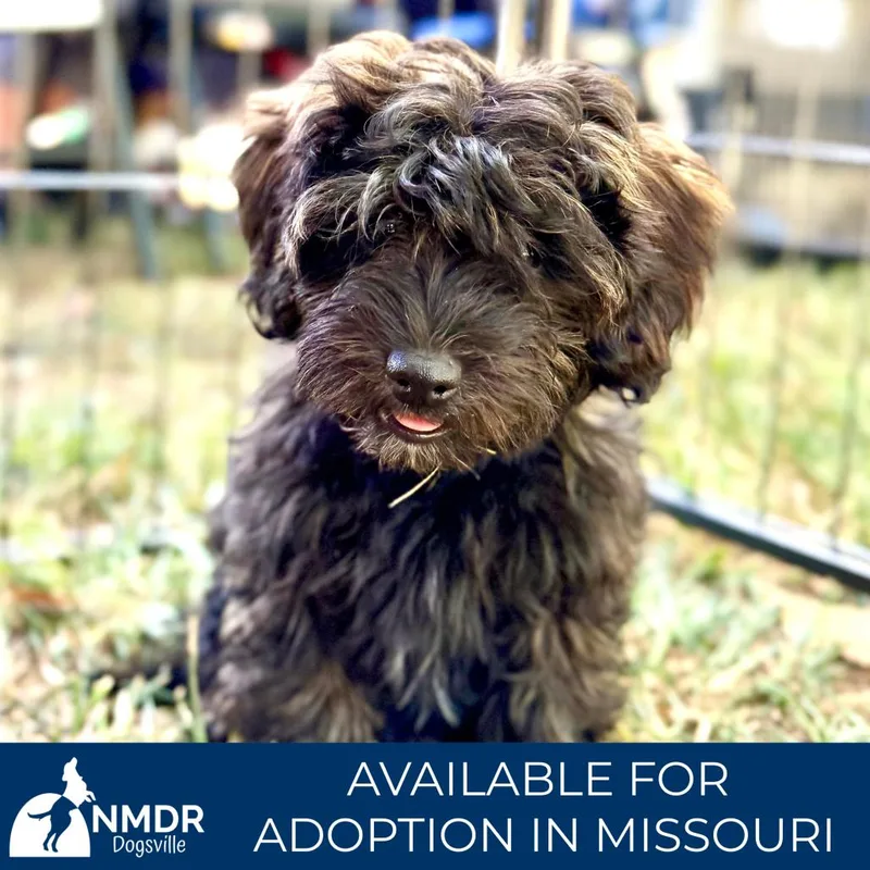 A baby small-sized male Black Pekingese dog named Wyatt Missouri for adoption in Peyton, CO