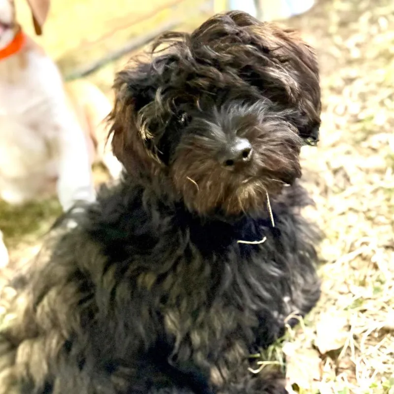 Wyatt  Missouri thumbnail 5