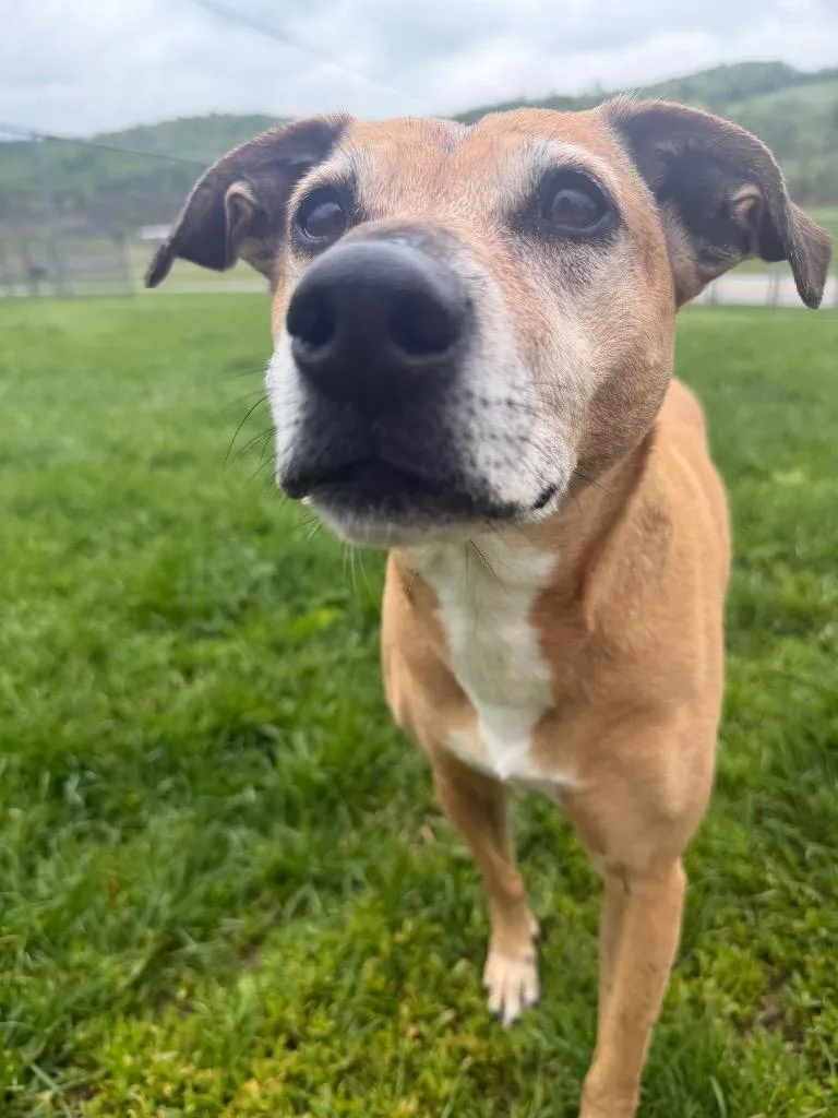 An adult medium-sized female Terrier dog named Chica for adoption in New Manchester, WV