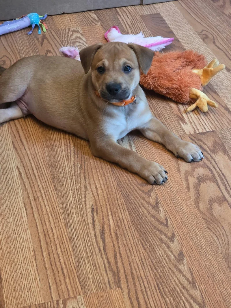 A baby medium-sized male Boxer dog named Pretzel for adoption in Minneapolis, MN