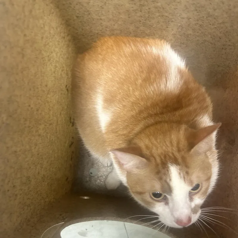 An adult large-sized male Black Domestic Short Hair cat named Erin for adoption in Philadelphia, PA