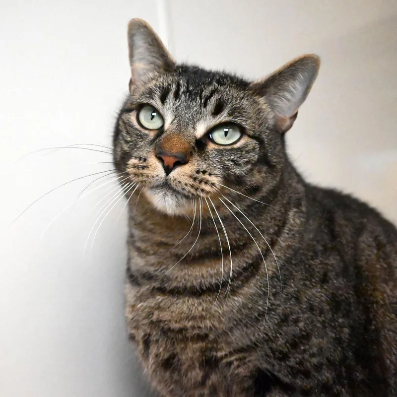 An adult large-sized female Brown / Chocolate Domestic Short Hair cat named Nini for adoption in West Palm Beach, FL