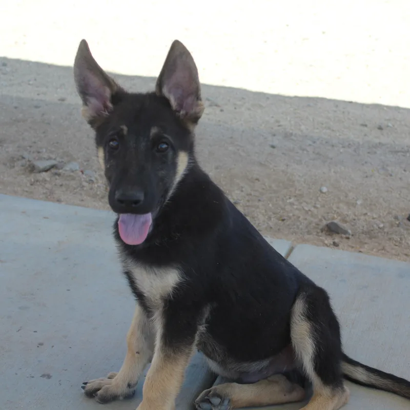Kimber