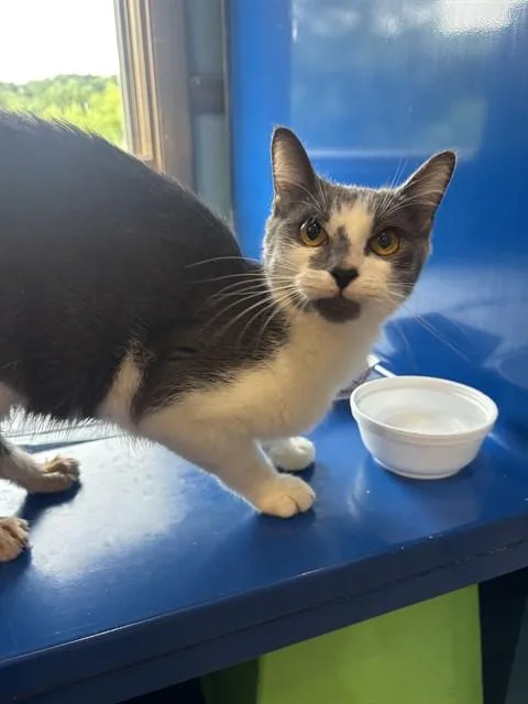 A young small-sized female Domestic Short Hair cat named Jill for adoption in Westminster, MD