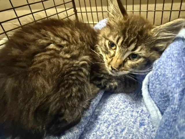 A baby small-sized male Domestic Medium Hair cat named Wolfie for adoption in San Jose, CA