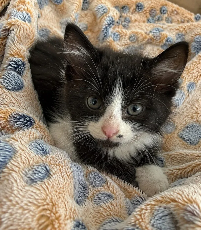A baby small-sized male Domestic Short Hair cat named Diablo for adoption in Columbia, TN