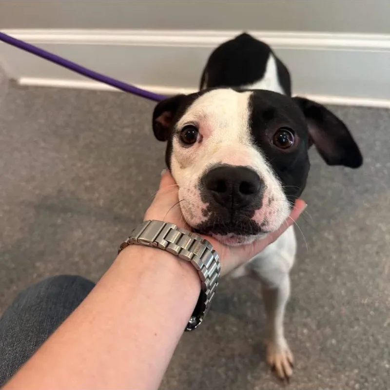 A young small-sized male Pit Bull Terrier dog named Raisin for adoption in Philadelphia, PA