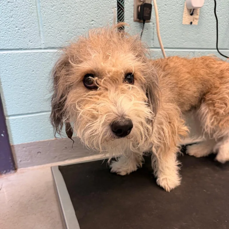 An adult small-sized female Yellow / Tan / Blond / Fawn Petit Basset Griffon Vendeen dog named Pancake for adoption in Charlottesville, VA