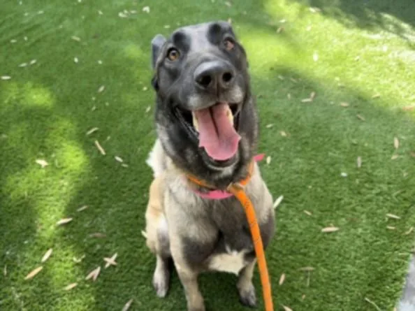 An adult large-sized female Belgian Shepherd / Malinois dog named Maggie for adoption in Chatsworth, CA
