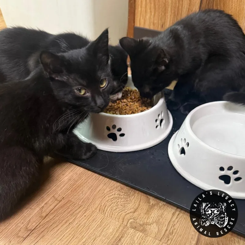 A baby small-sized female Black Domestic Short Hair cat named Marley for adoption in Washington, DC