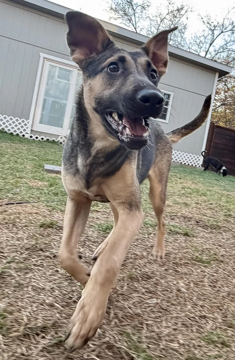 A young medium-sized male Bicolor Mixed Breed dog named Flynn Ryder for adoption in Seville, OH