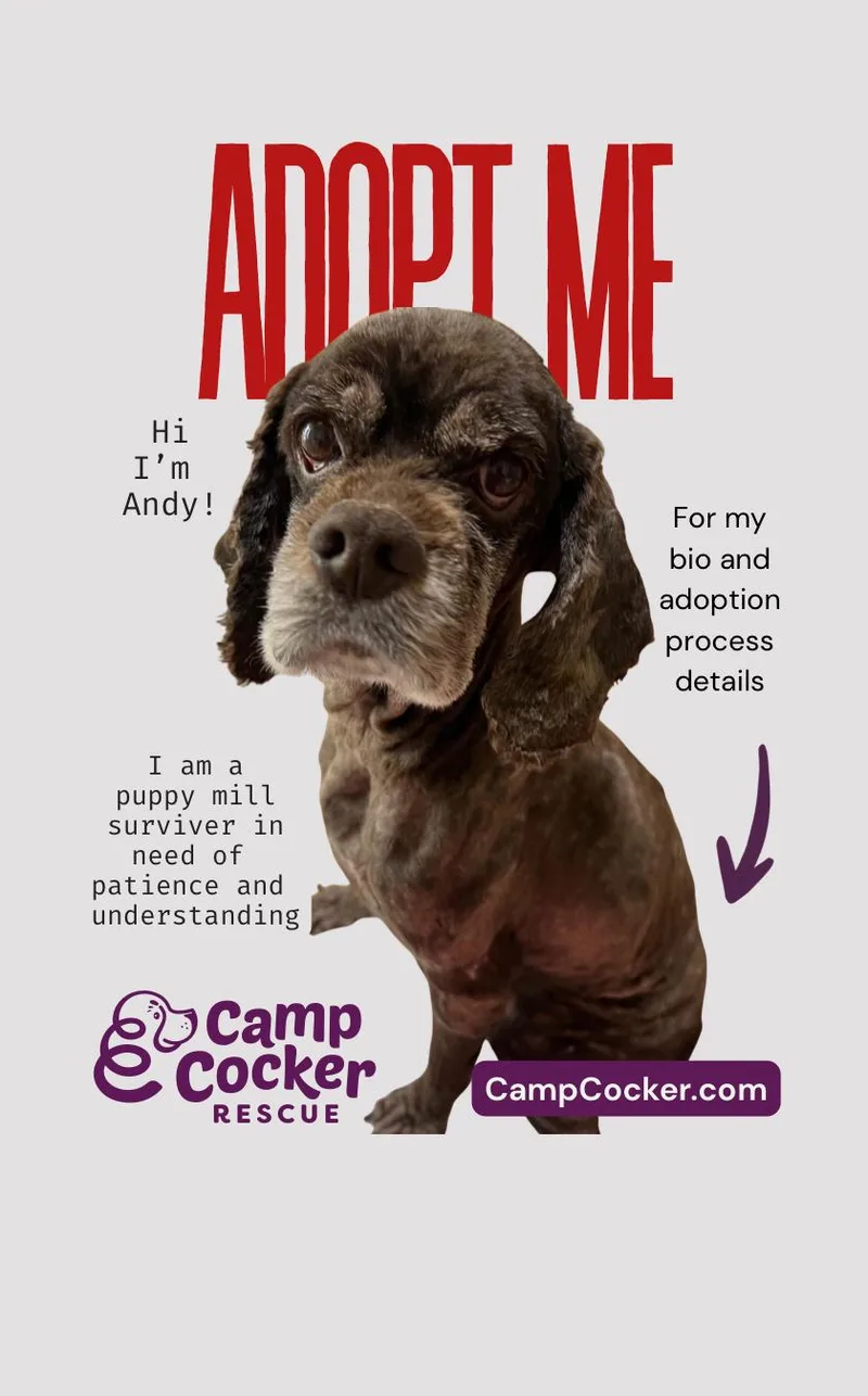 An adult small-sized male Brown / Chocolate Cocker Spaniel dog named Andy for adoption in South San Francisco, CA