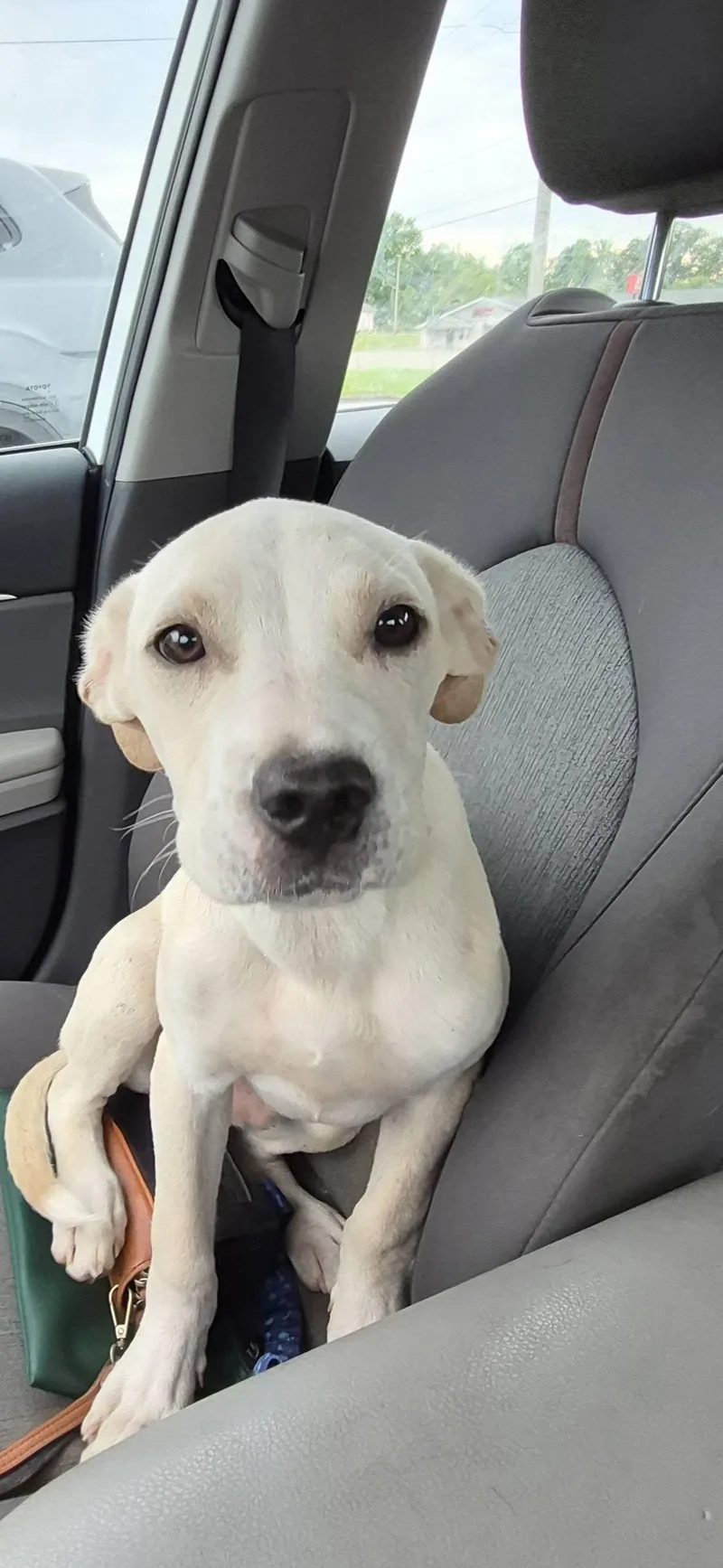 A baby medium-sized male Mixed Breed dog named Frodo for adoption in Cullman, AL