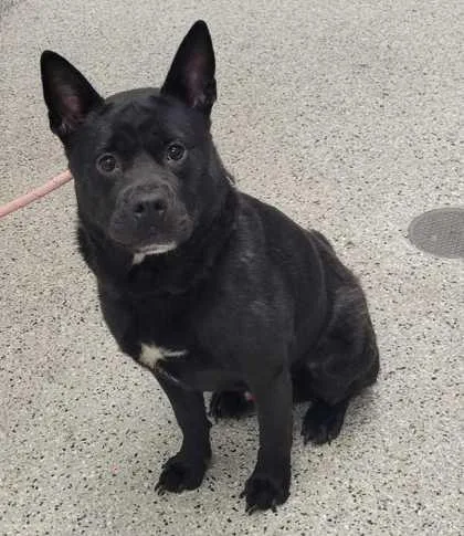 An adult medium-sized male Black Mixed Breed dog named Jesse for adoption in Kansas City, MO