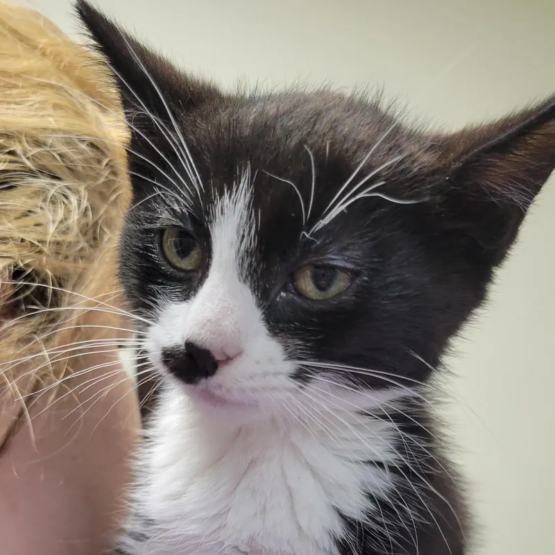 A baby medium-sized female Black & White / Tuxedo Domestic Short Hair cat named "mo"lasses for adoption in Mazon, IL