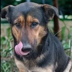 A senior large-sized female Black German Shepherd Dog dog named Sunkist for adoption in Tupelo, MS