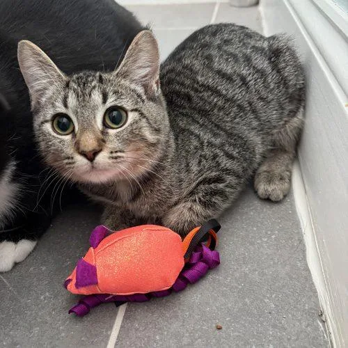 A baby small-sized female Tabby (Brown / Chocolate) Domestic Short Hair cat named Doris for adoption in Fishers, IN