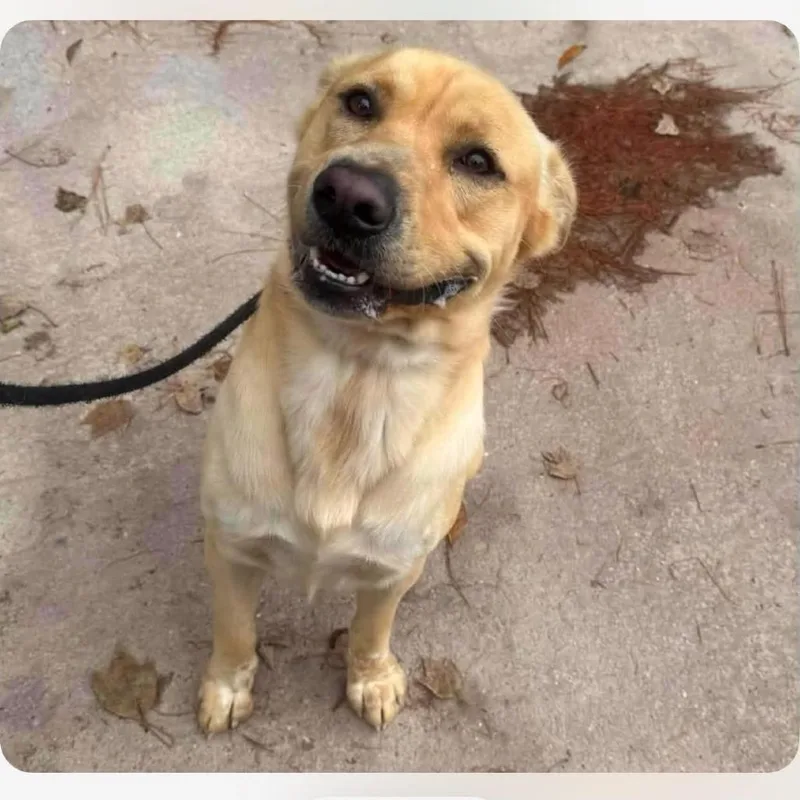 An adult large-sized male Mixed Breed dog named Dennis for adoption in East Hanover, NJ