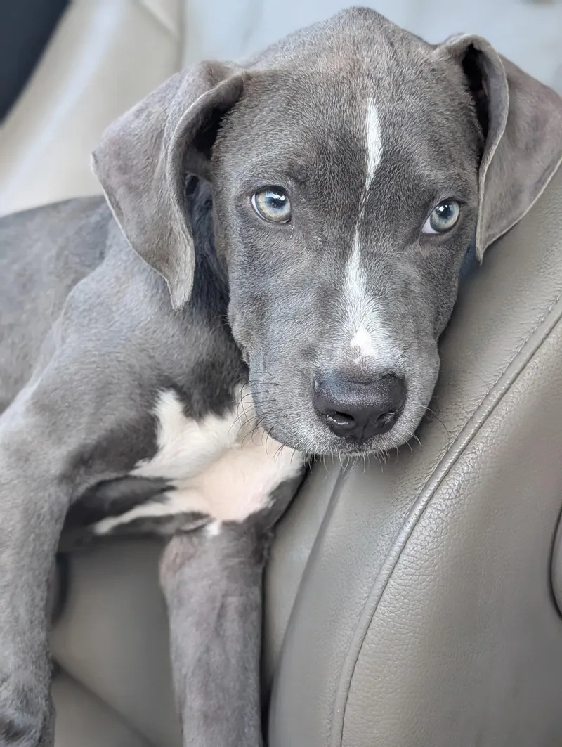A baby medium-sized male Pit Bull Terrier dog named Bravo for adoption in Baton Rouge, LA