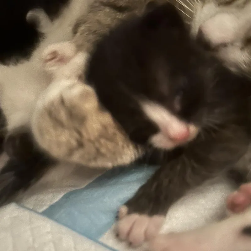 A baby small-sized female Black Domestic Short Hair cat named Spud for adoption in Brooklyn, NY