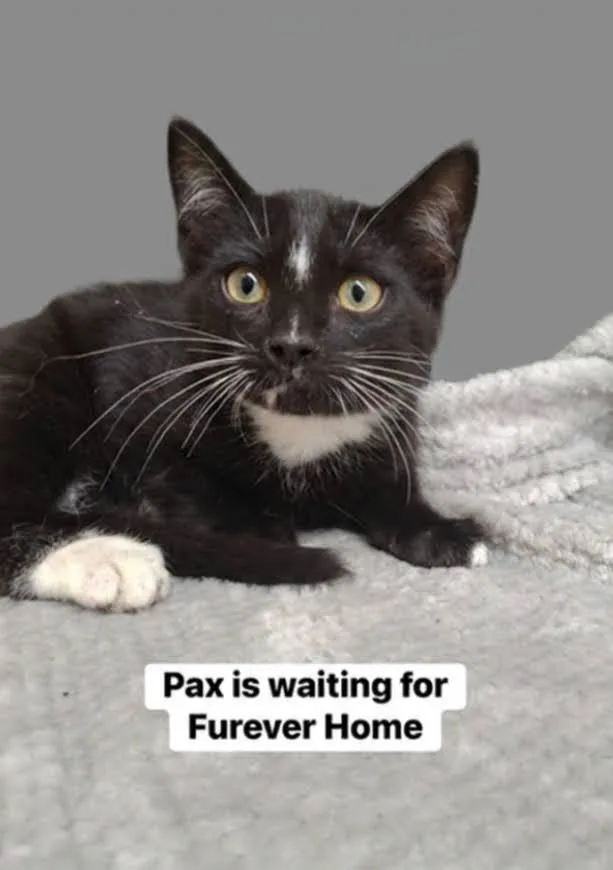 A baby medium-sized male Black & White / Tuxedo Domestic Short Hair cat named Pax for adoption in Arlington, TX