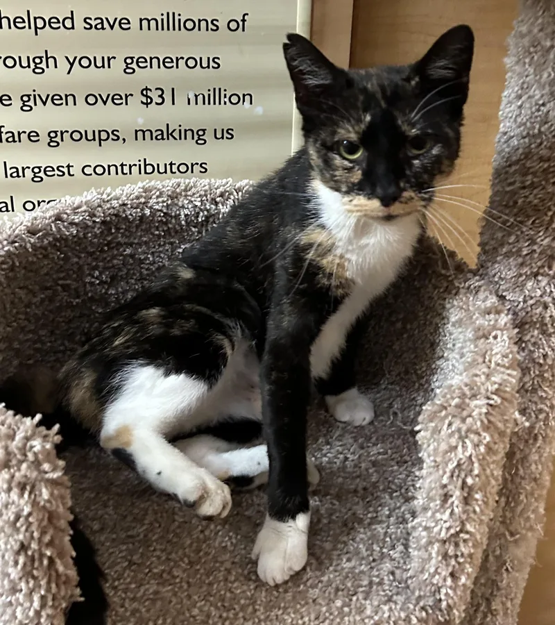 A young medium-sized female Tortoiseshell Domestic Short Hair cat named Sunflower for adoption in Springfield, PA