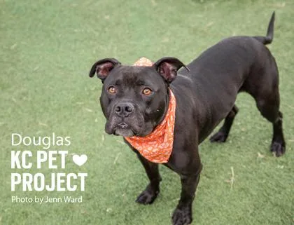 An adult large-sized male Black Pit Bull Terrier dog named Douglas for adoption in Kansas City, MO