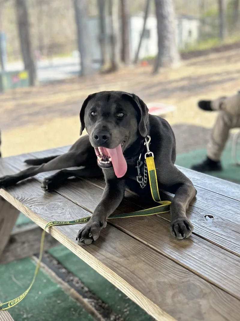 An adult large-sized male Pit Bull Terrier dog named Luke for adoption in Clarkesville, GA