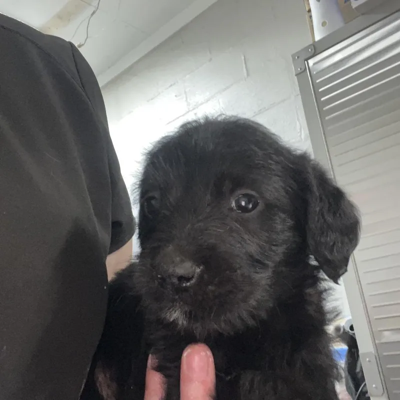 A baby small-sized female White / Cream Labrador Retriever dog named Isabella for adoption in Clanton, AL