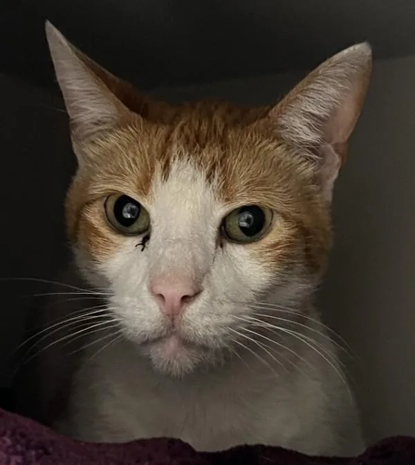 An adult small-sized male Domestic Short Hair cat named Cimbalom for adoption in El Cajon, CA