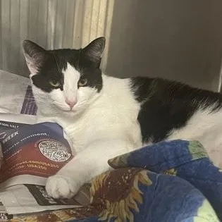 A young small-sized female Domestic Short Hair cat named Pepper for adoption in Bridgewater, NJ