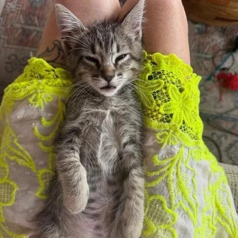 A baby small-sized male Brown / Chocolate Domestic Short Hair cat named Weeble Wobble for adoption in Austin, TX