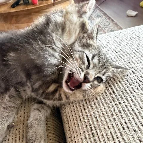 Weeble Wobble thumbnail 2