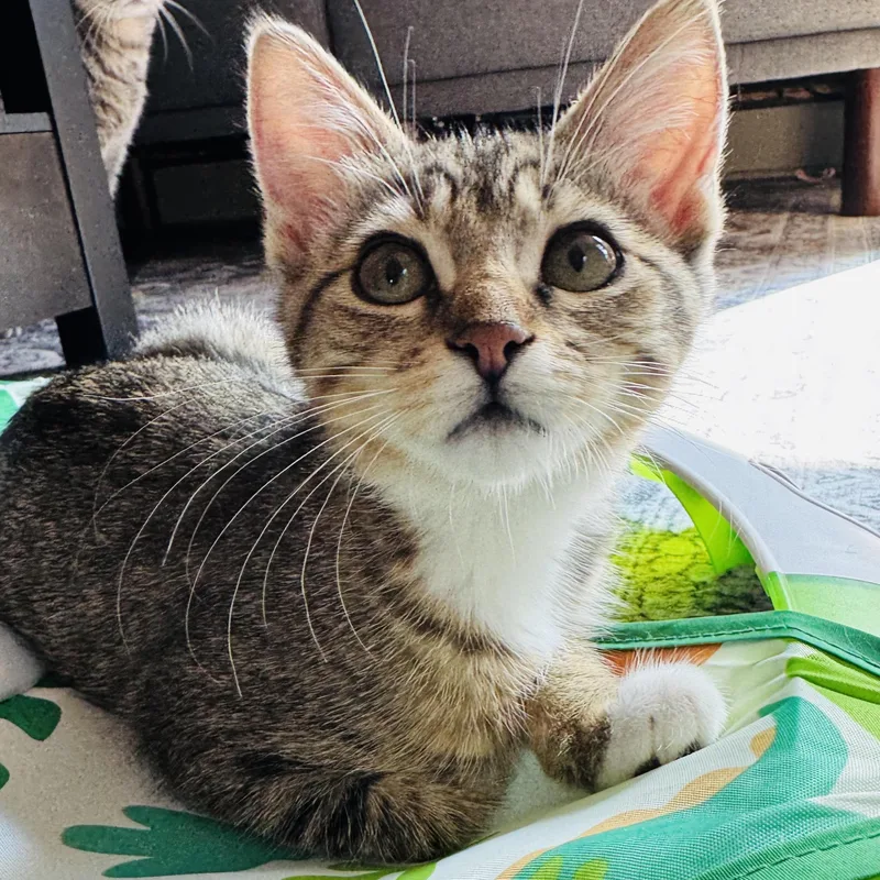A baby small-sized female Brown / Chocolate Domestic Short Hair cat named Peanut for adoption in Fort Worth, TX