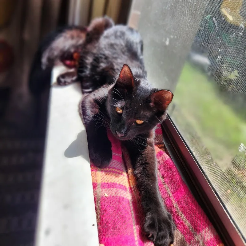 A young small-sized female Domestic Medium Hair cat named Gloria for adoption in Columbus, GA