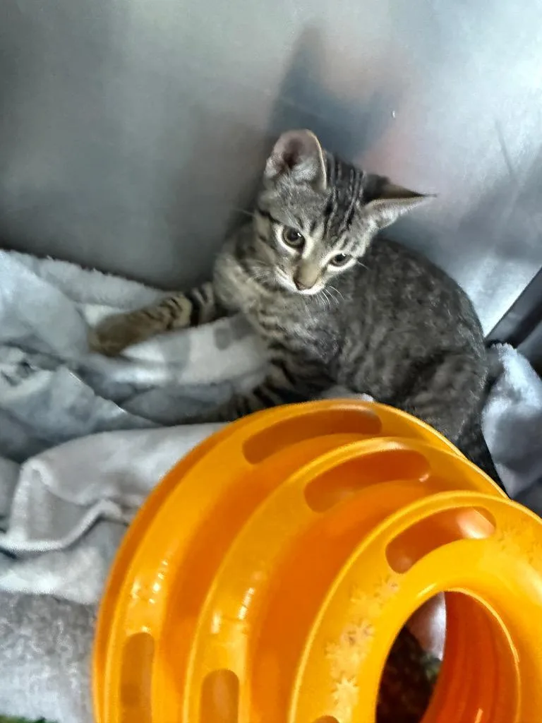 A baby small-sized male Domestic Short Hair cat named Brodie for adoption in Albion, NY