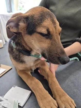A young medium-sized male Mixed Breed dog named Dunn for adoption in Clarks Summit, PA