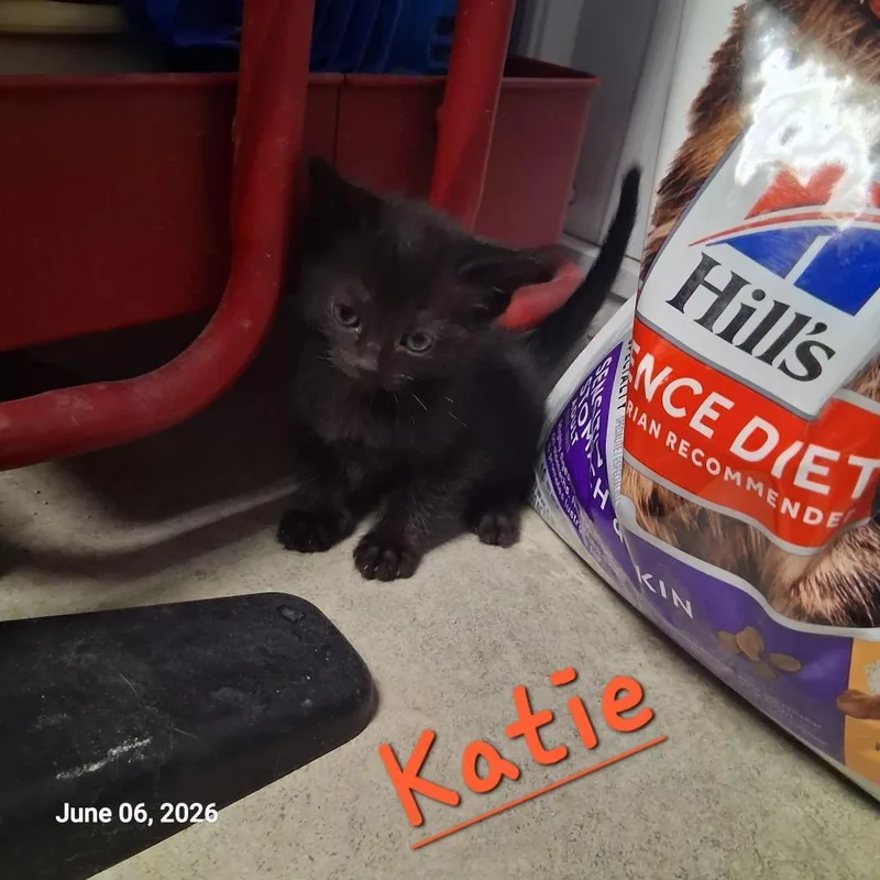 A baby medium-sized female Domestic Short Hair cat named Katie for adoption in Hartford City, IN