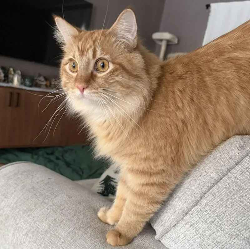 Hoggle & Toby thumbnail 2