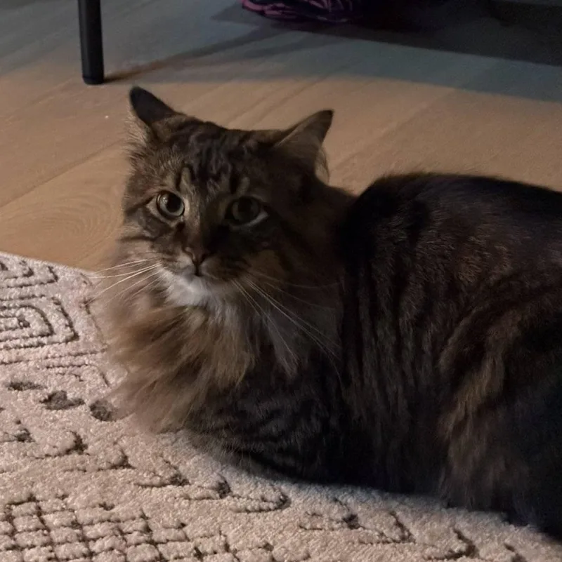 Hoggle & Toby thumbnail 4