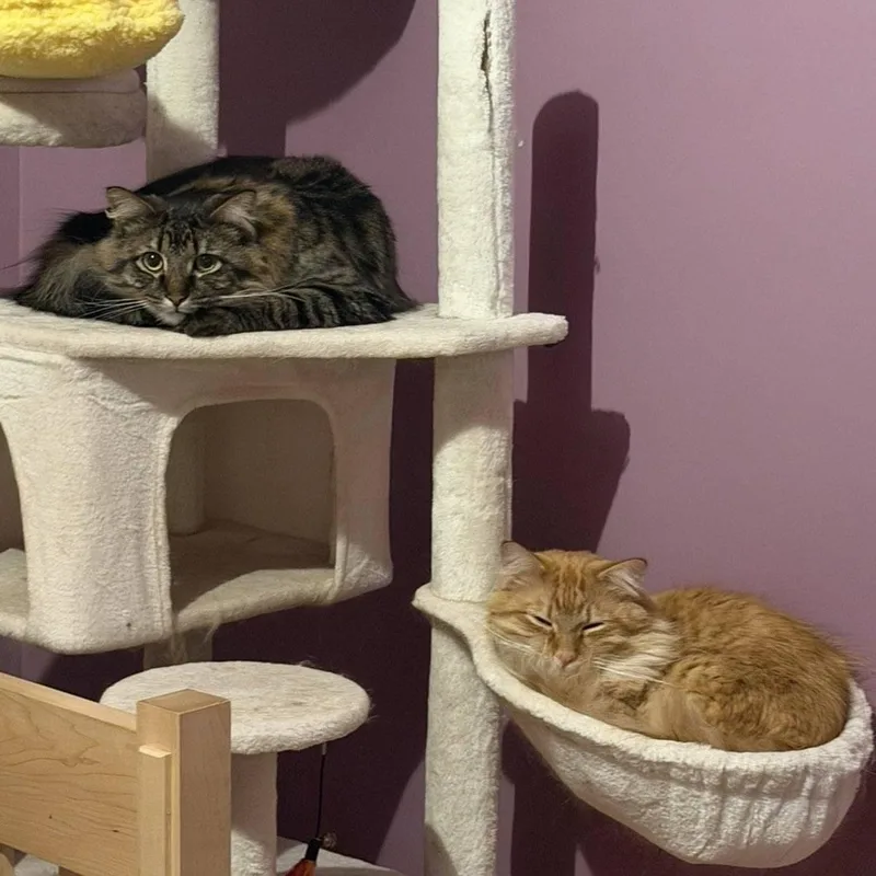 Hoggle & Toby thumbnail 5