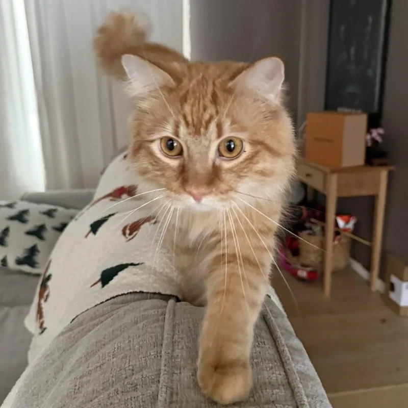 Hoggle & Toby thumbnail 6