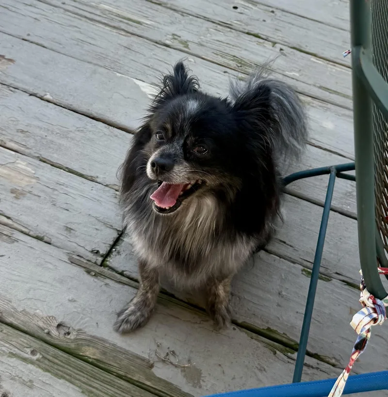 Ozzy aka McFluffy