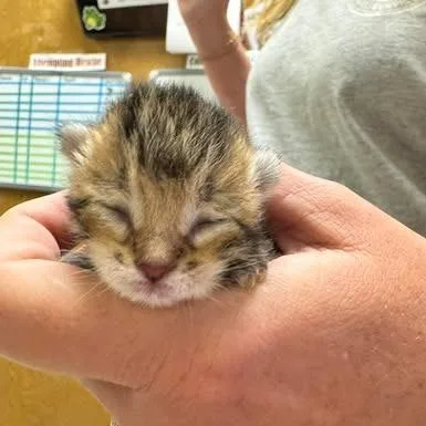 A baby small-sized female Brown / Chocolate Domestic Short Hair cat named Ani for adoption in Bastrop, TX