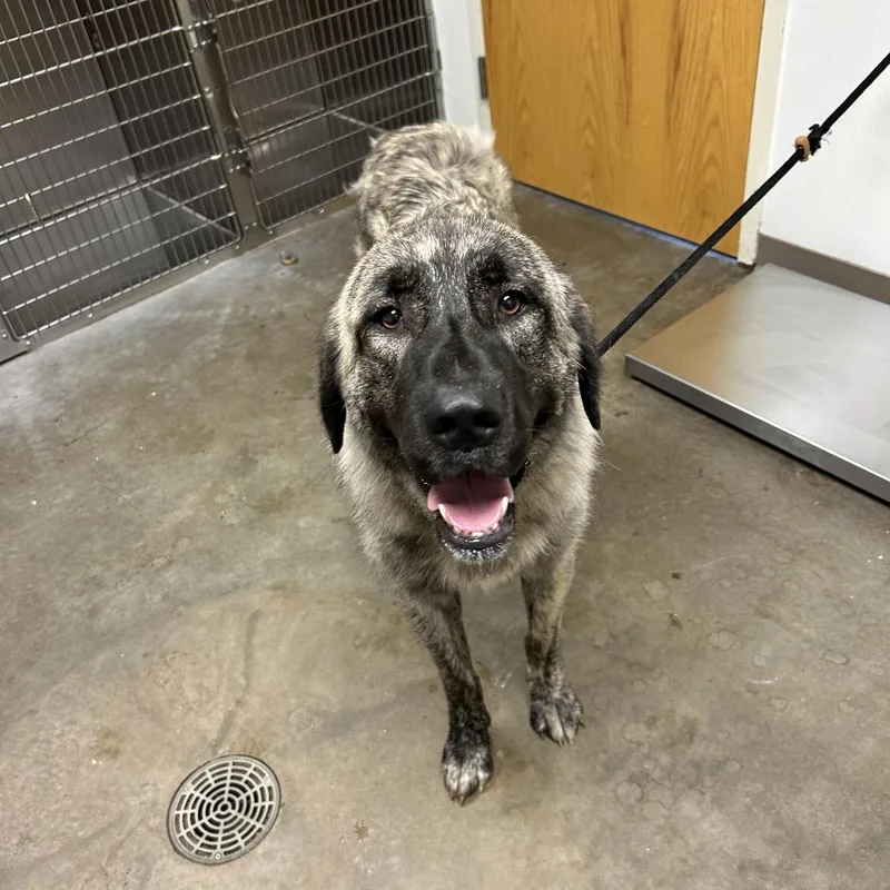 An adult large-sized female Brindle Anatolian Shepherd dog named Lainey for adoption in Emporia, KS