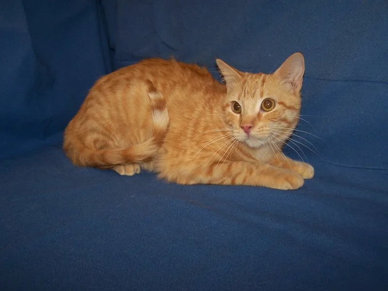 A young medium-sized male Tabby (Orange / Red) Domestic Short Hair cat named Killian for adoption in Colorado Springs, CO