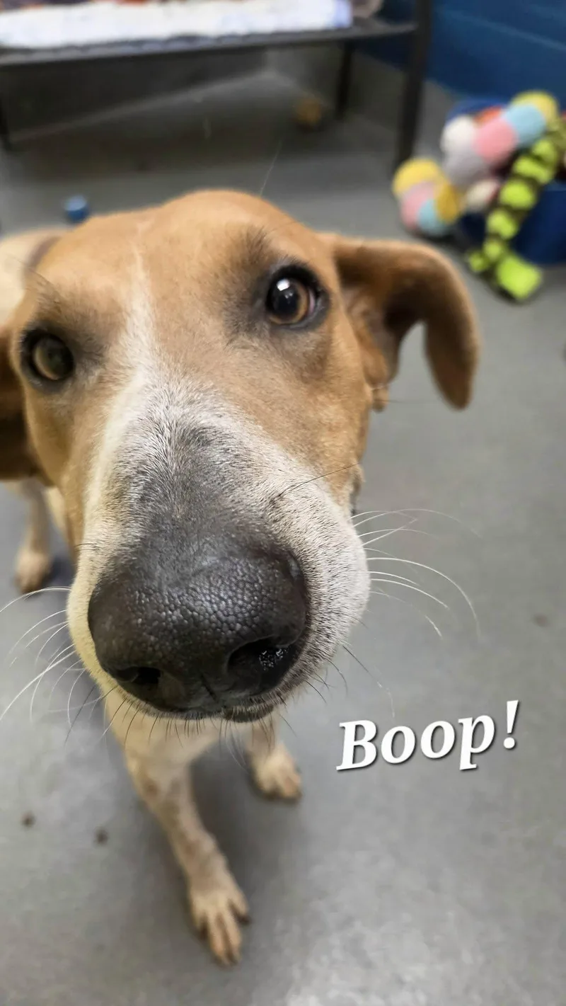 An adult large-sized male Red / Chestnut / Orange Hound dog named Clyde for adoption in Amherst, VA