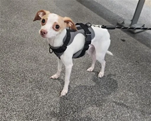 An adult medium-sized male Chihuahua dog named Snoopy for adoption in Los Angeles, CA