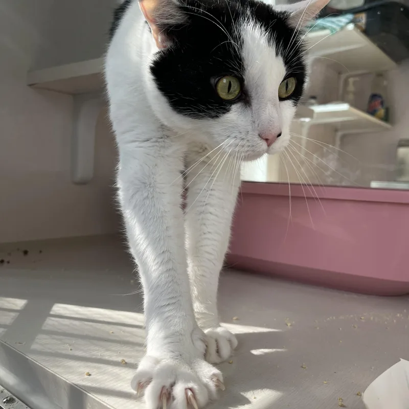 An adult large-sized male White Domestic Short Hair cat named Pepper for adoption in Salisbury, MA