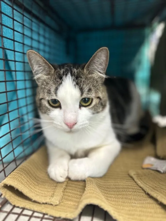 A young small-sized female Domestic Short Hair cat named Katt for adoption in Loveland, CO